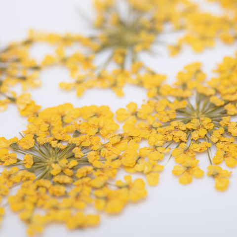 Suszone kwiatki MollyLac Yellow 5szt